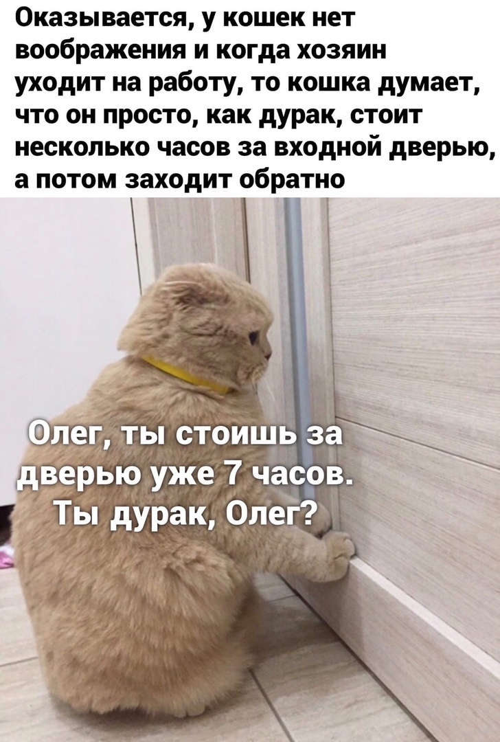 Оказывается у кошек нет воображения и когда хозяин уходит на работу то кошка думает что он просто как дурак стоит несколько часов за входной дверью а потом заходит обратно