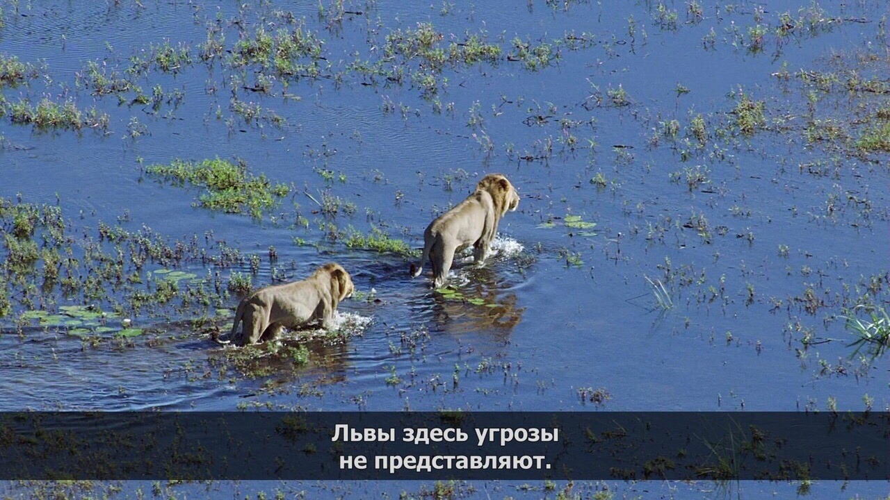 Львы здесь угрозы не представляют