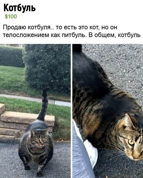 Котбуль 100 Продаю котбупя то есть это кот но он тепеспожением как питбуль В общем котбупь