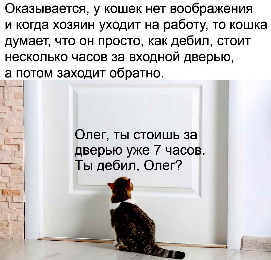 Оказывается у кошек нет воображения и когда хозяин уходит на работу то кошка думает что он просто как дебил стоит несколько часов за входной дверью а потом заходит обратно __ Олег ты стоишь за д_ дверью уже 7 часов т Ты дебил Олег
