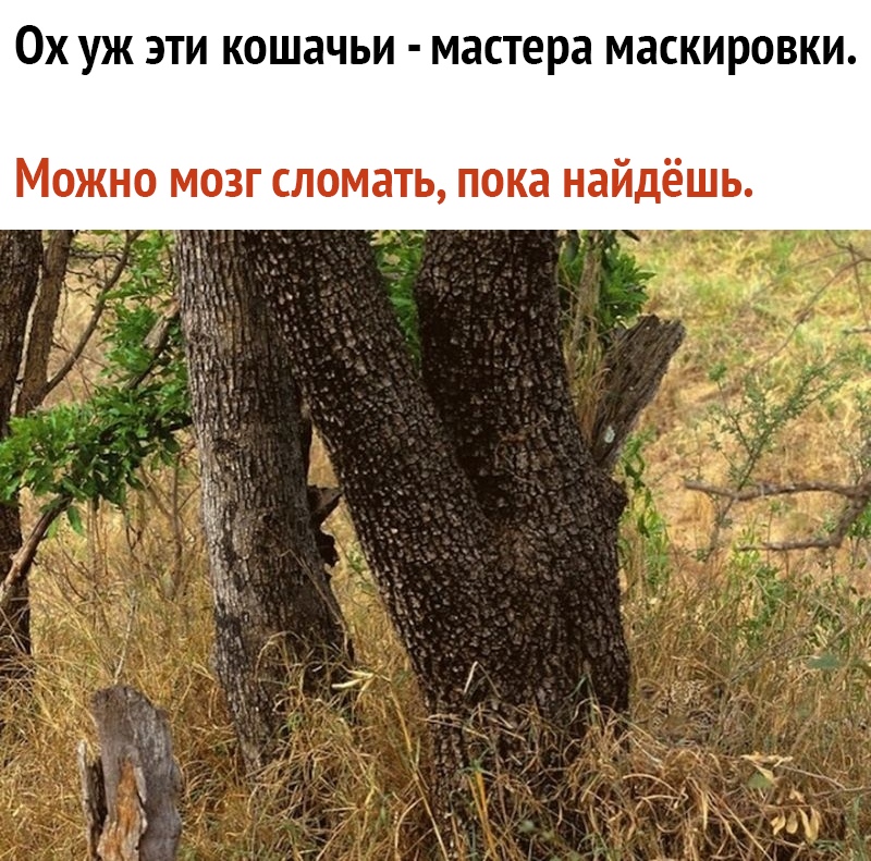 ОХ УЖ ЭТИ КОШЗЧЬИ мастера маскировки Можно мозг сломать пока найдёшь Г 13 П 9 43 3
