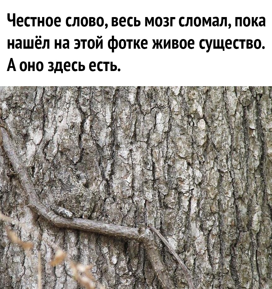 Честное слово весь мозг сломал пока нашёл на этой фотке живое существо А оно здесь есть
