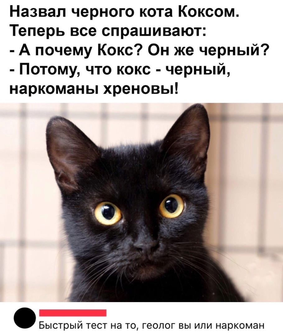 Назвал черного кота Коксом Теперь все спрашивают А почему Кокс Он же черный Потому что кокс черный наркоманы хреновы Быстрый тест на ТО геолог ВЫ ИЛИ наркоман