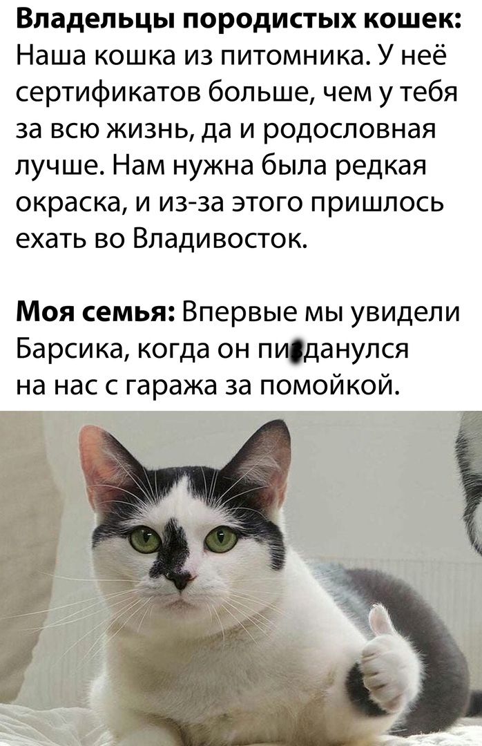 Владельцы породистых кошек Наша кошка из питомника У неё сертификатов больше чем у тебя за всю жизнь да и родословная лучше Нам нужна была редкая окраска и из за этого пришлось ехать во Владивосток Моя семья Впервые мы увидели Барсика когда он пиданулся на нас с гаража за помойкой