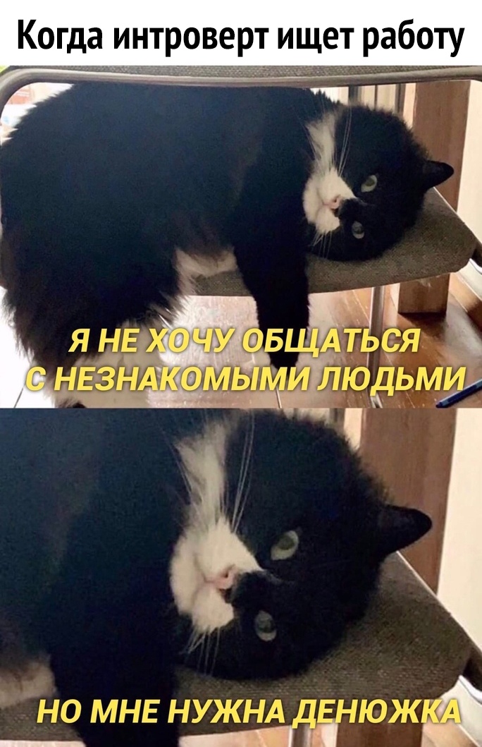 Когда интроверт ищет работу