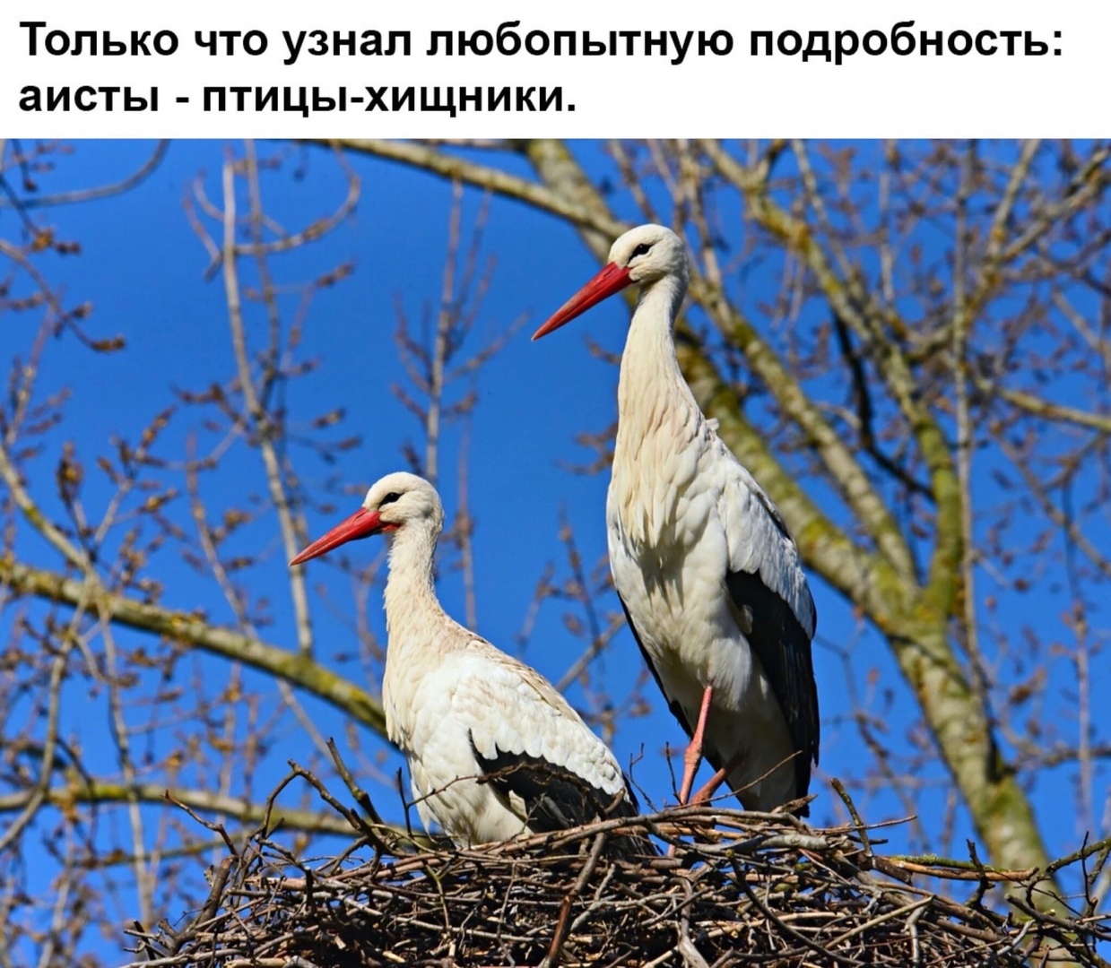 Только что узнал любопытную подробность аисты птицы хищники