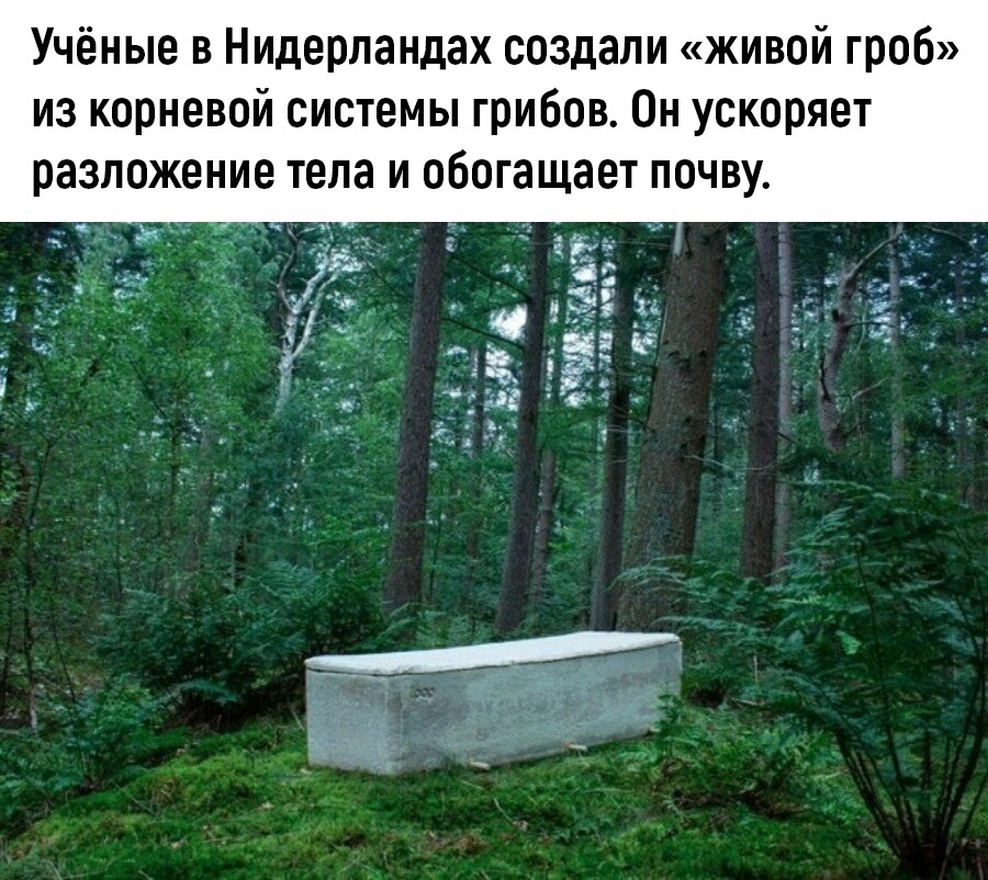 Учёные в Нидерландах создали живой гроб из корневой системы грибов Он ускоряет разложение тела и обогащает почву _ _ и _