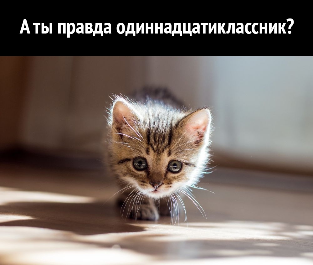 АТЫ правда ОДИННЭДЦЭТИКЛЭССНИК
