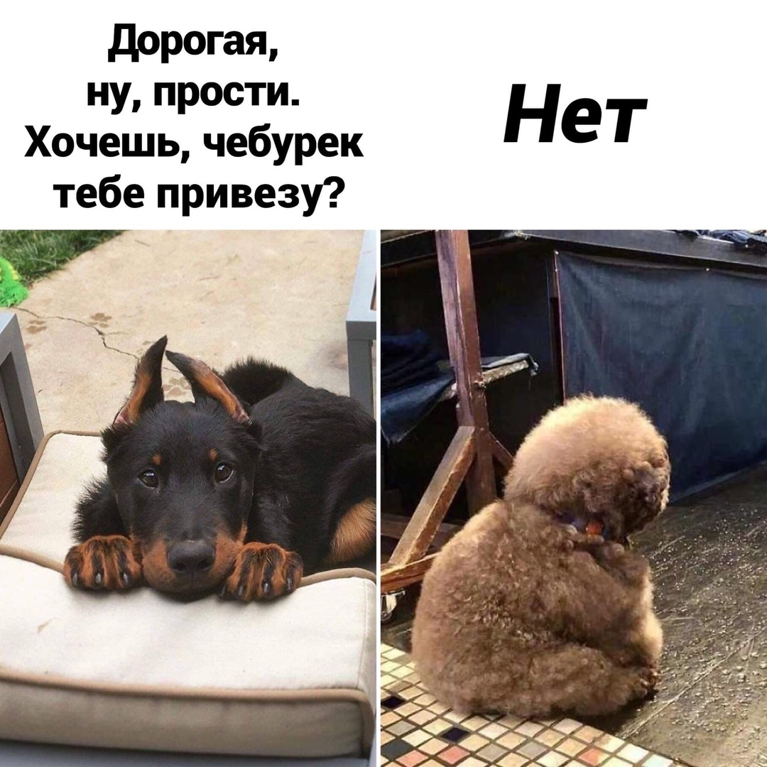 дорогая ну прости Хочешь чебурек тебе привезу