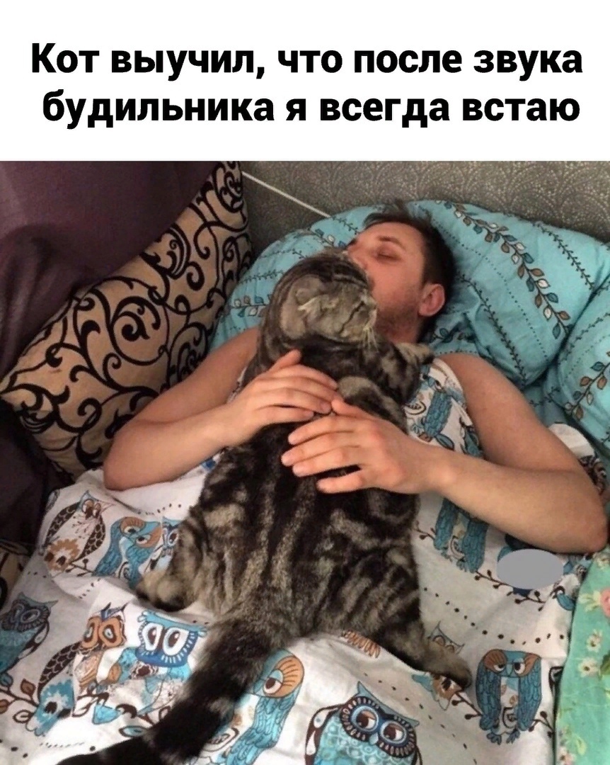 Кот выучил что после звука будильника я всегда встаю