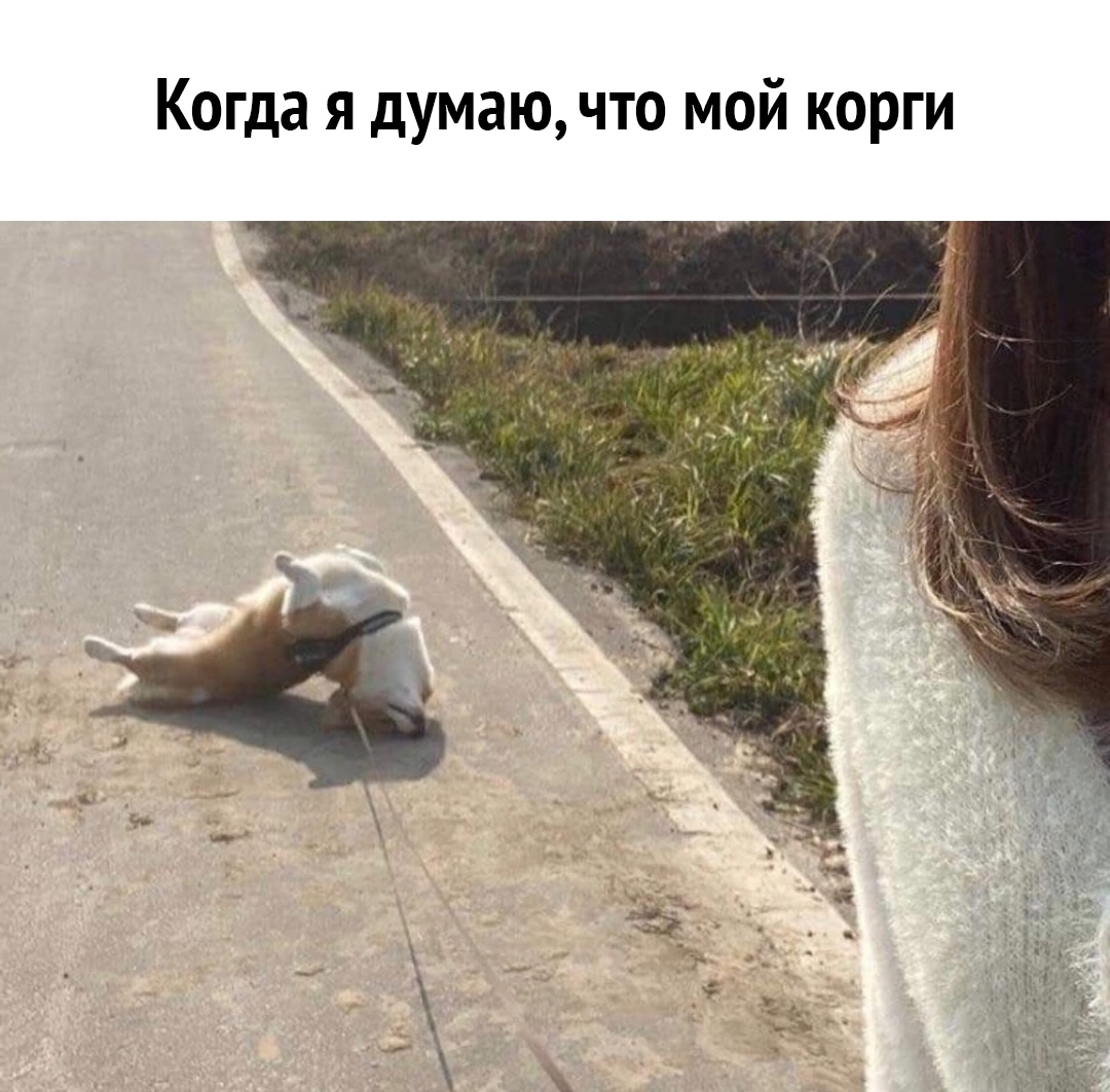 Когда я думаю что мой корги