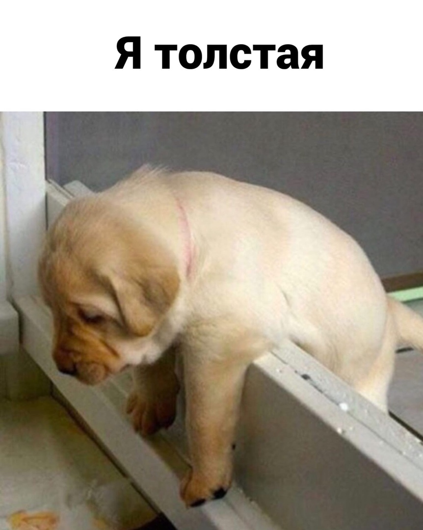 Я толстая