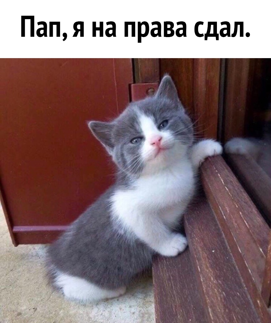 Пап я на права сдал