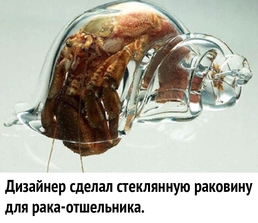 Дизайнер сделал стеклянную раковину для рака отшельника