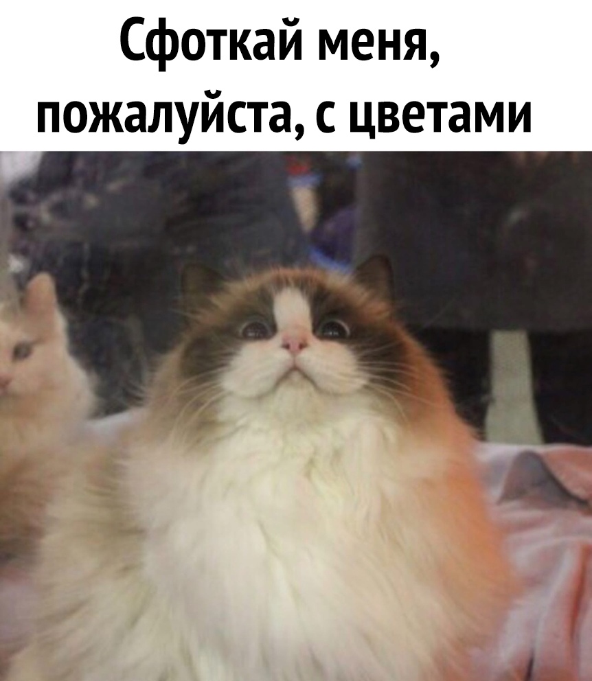 Сфоткай меня пожалуйста с цветами