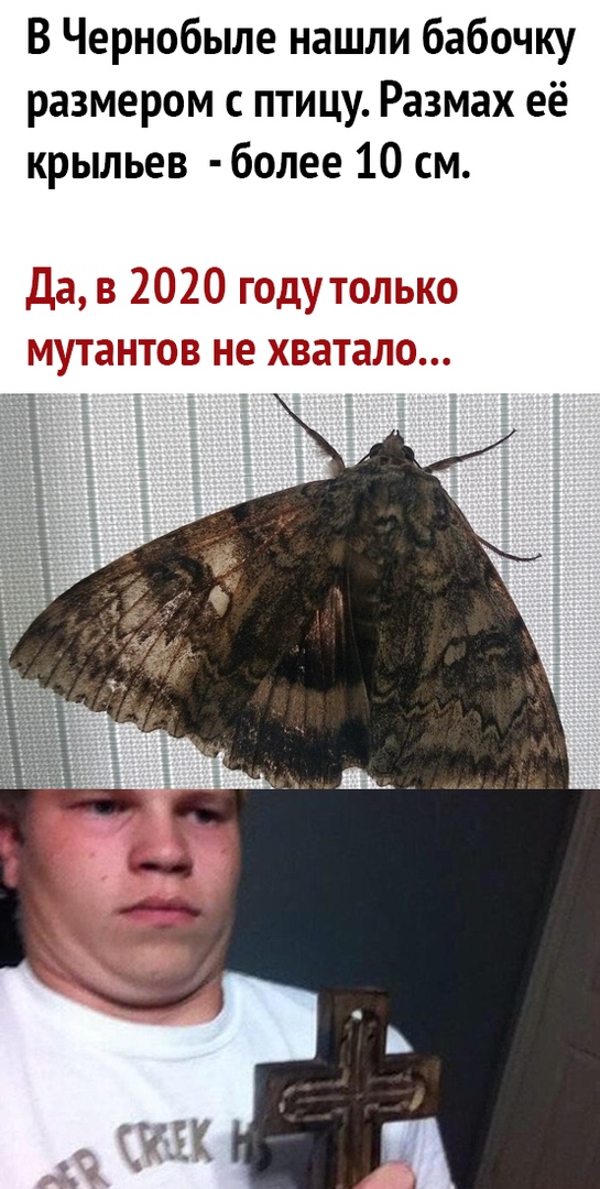 В Чернобыле нашли бабочку размером с птицу Размах её крыльев более 10 см
