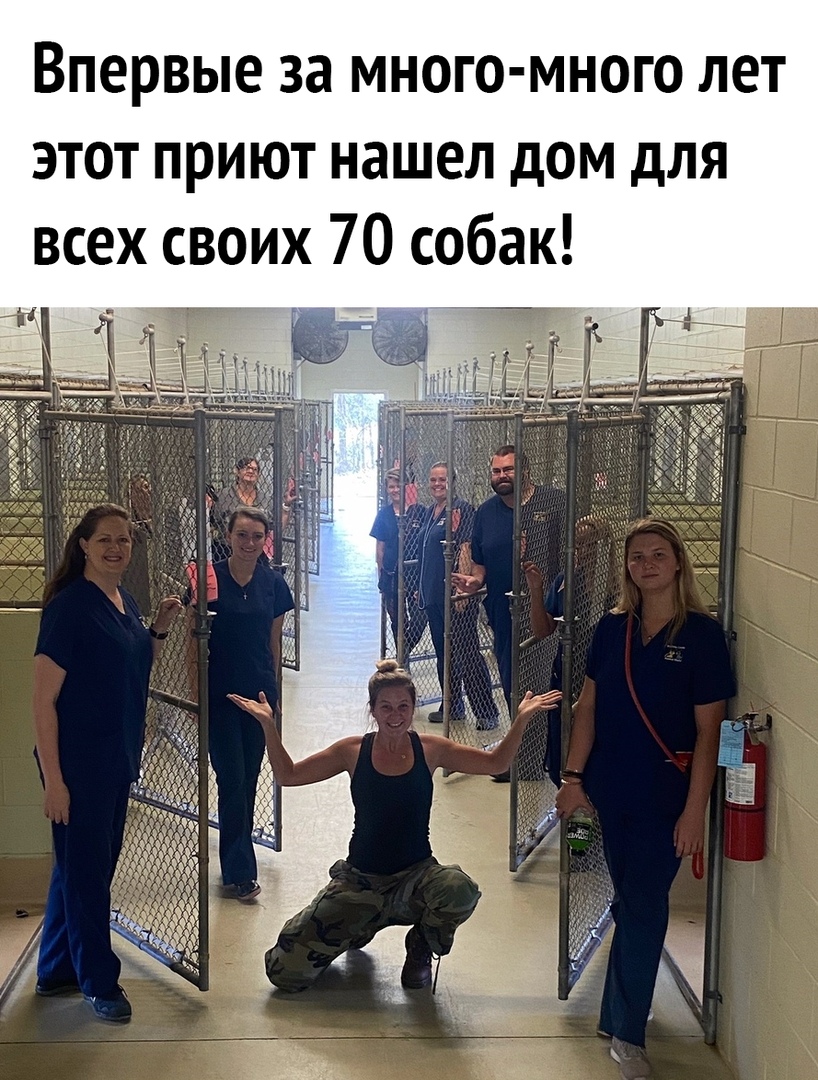 Впервые за много много лет этот приют нашел дом для всех своих 70 собак