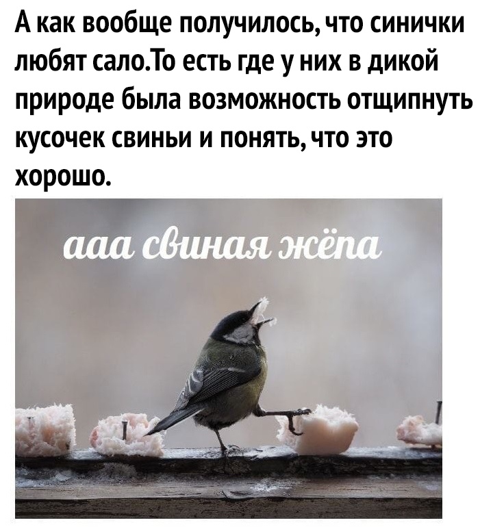 А как вообще получилось что синички любят салоТо есть где у них в дикой природе была возможность отщипнуть кусочек свиньи и понять что это хорошо ч