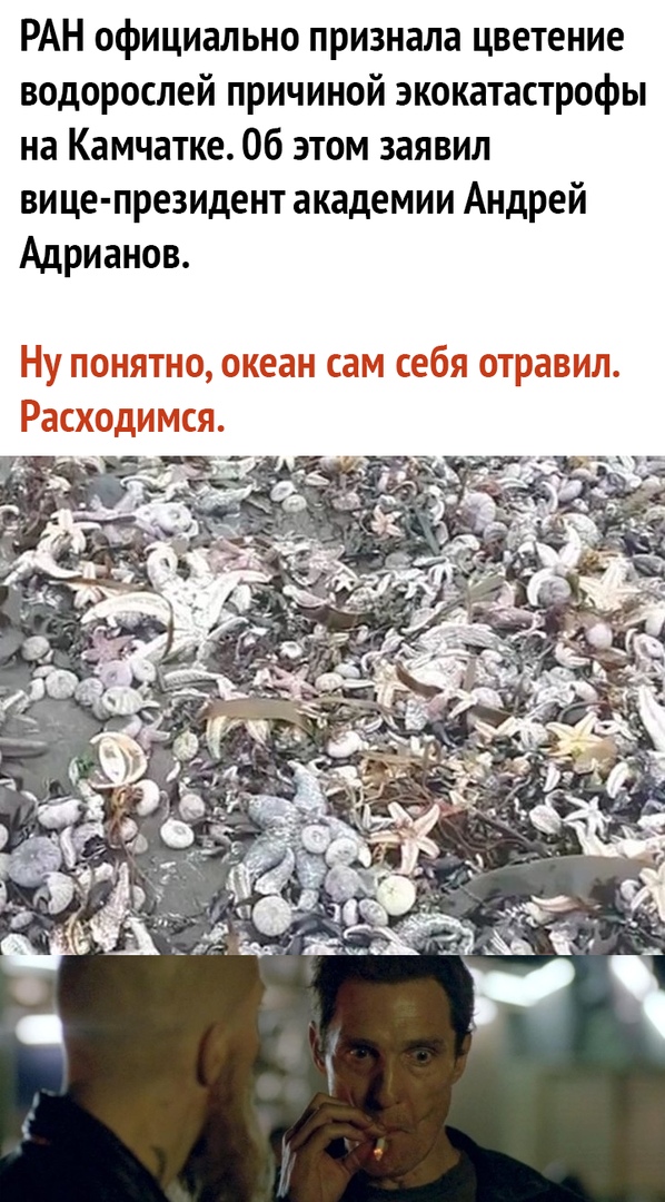 РАН официально признала цветение водорослей причиной экокатастрофы на Камчатке Об этом заявил вице президент академии Андрей Адрианов