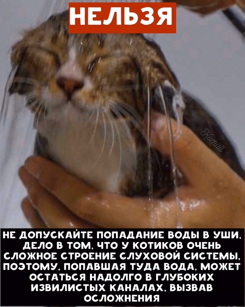 НЕЛЬЗЯ Р НЕ дОПУСКАИТЕ ПОПАдАНИЕ ВОДЫ В УШИ дЕЛО В ТОМ ЧТО У КОТИКОВ ОЧЕНЬ СЛОЖНОЕ СТРОЕНИЕ СЛУХОВОИ СИСТЕМЫ ПОЭТОМУ ПОПАВШАЯ ТУДА ВОДА МОЖЕТ ОСТАТЬСЯ НАДОЛГО В ГЛУБОКИХ ИЗВИЛИСТЫХ КАНАЛАХ ВЫЗВАВ ОСЛОЖНЕНИЯ