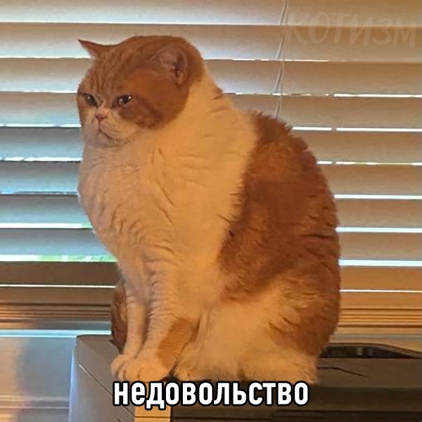 циедовольство
