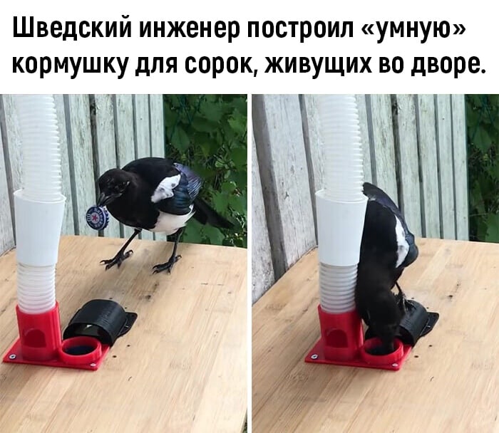 Шведский инженер построил умную кормушку для сорок живущих во дворе