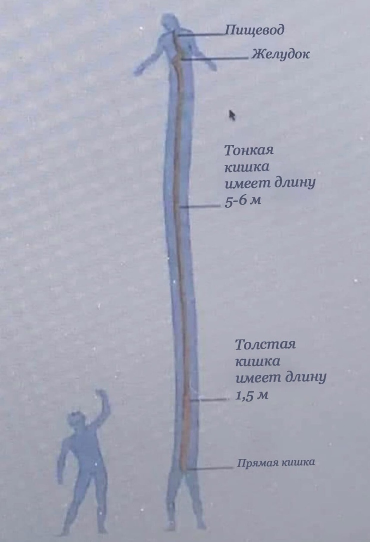 Тонкля кишка имеет длину 5 6 м Толстая кишка имеет длину _ 15 м Прямая кишки