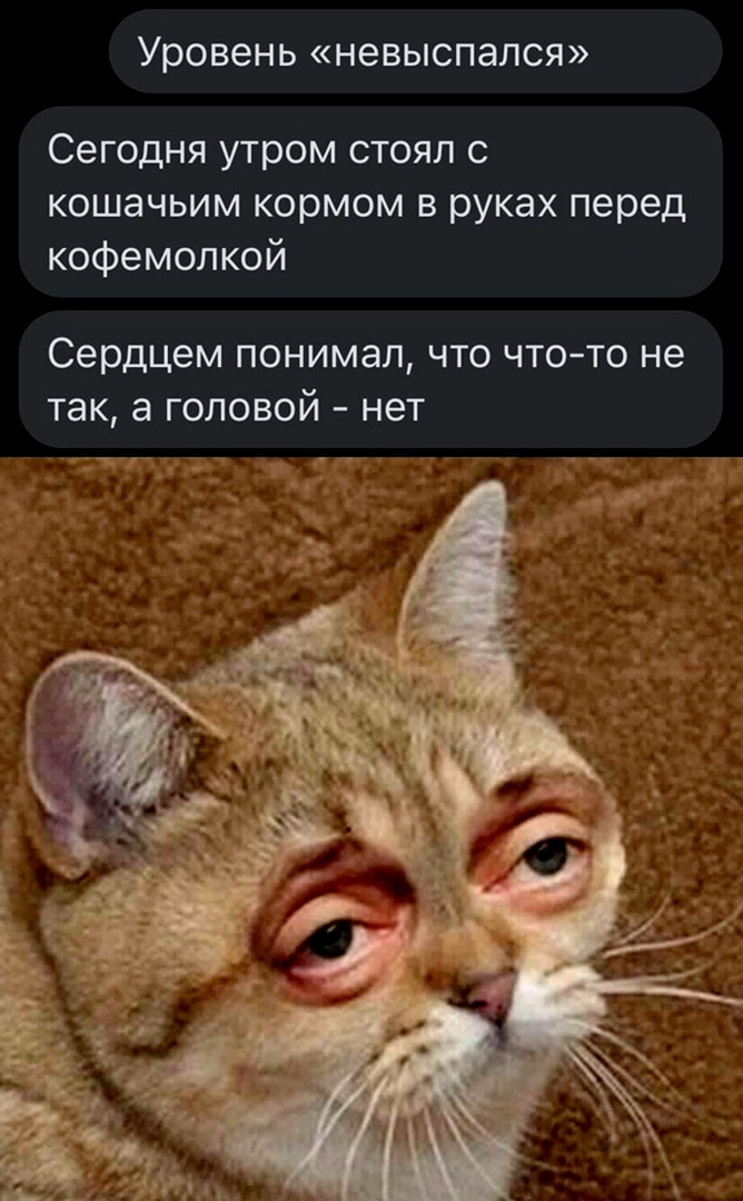 Уровень невыспался Сегодня утром стоял с кошачьим кормом в руках перед кофемолкой сердцем ПОНИМЭЛ ЧТО ЧТО ТО не так а ГОЛОВОЙ НЭТ