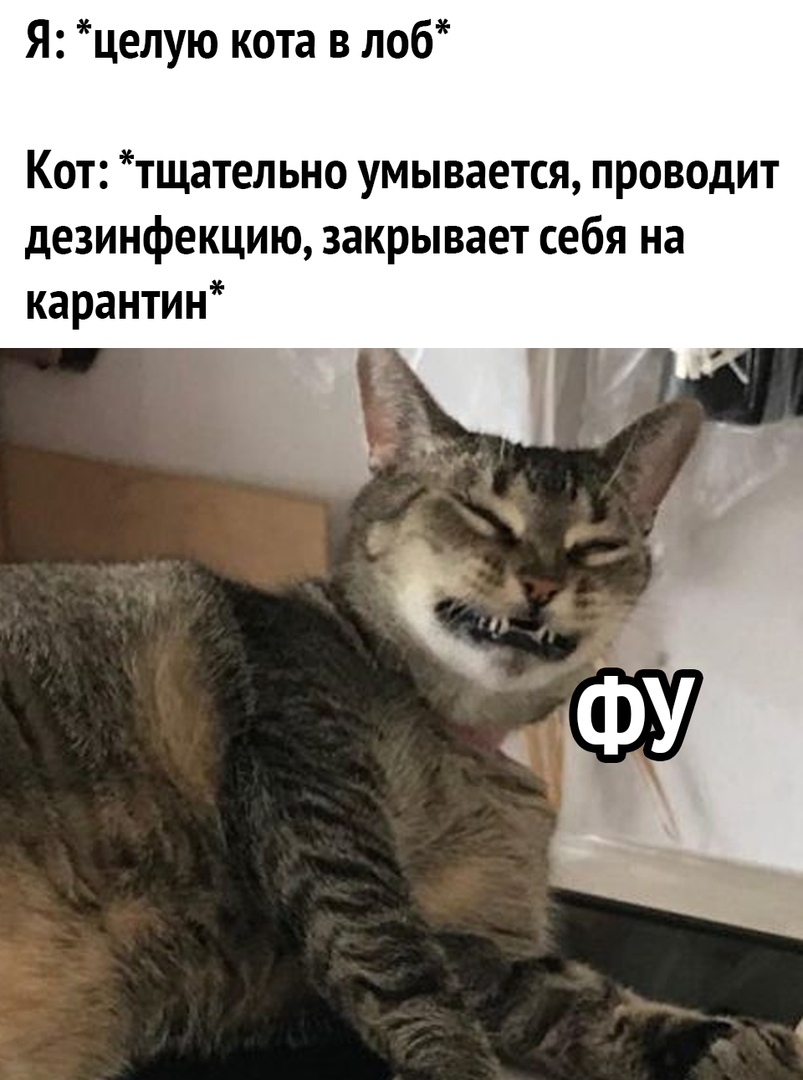 Я целую кота в лоб Кот тщательно умывается проводит дезинфекцию закрывает себя на карантин