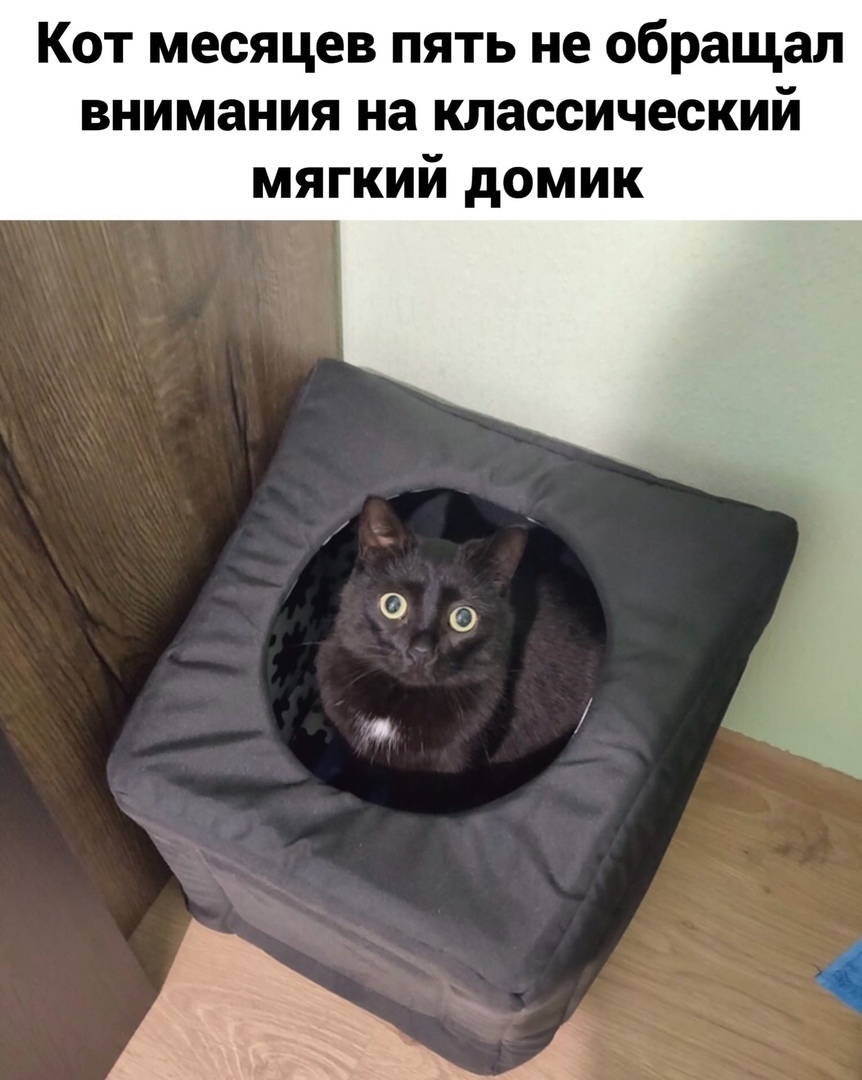 Кот месяцев пять не обращал внимания на классический мягкий домик