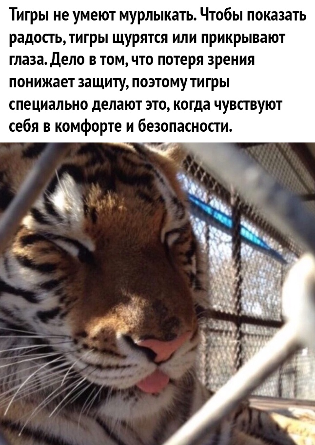 Тигры не умеют мурлыкать Чтобы показать радость тигры щурятся или прикрывают глаза Дело в томчто потеря зрения понижает защиту поэтому тигры специально делают это когда чувствуют себя в комфорте и безопасности