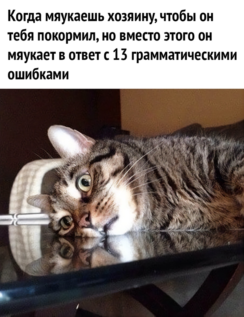 Когда мяукаешь хозяину чтобы он тебя покормил но вместо этого он мяукает в ответ с 13 грамматическими ошибками