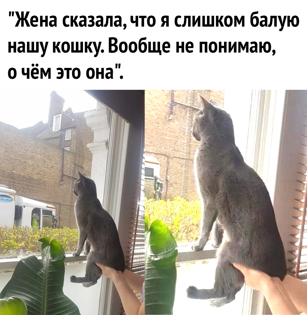 Жена сказала что я слишком балую нашу кошку Вообще не понимаю о чём это она