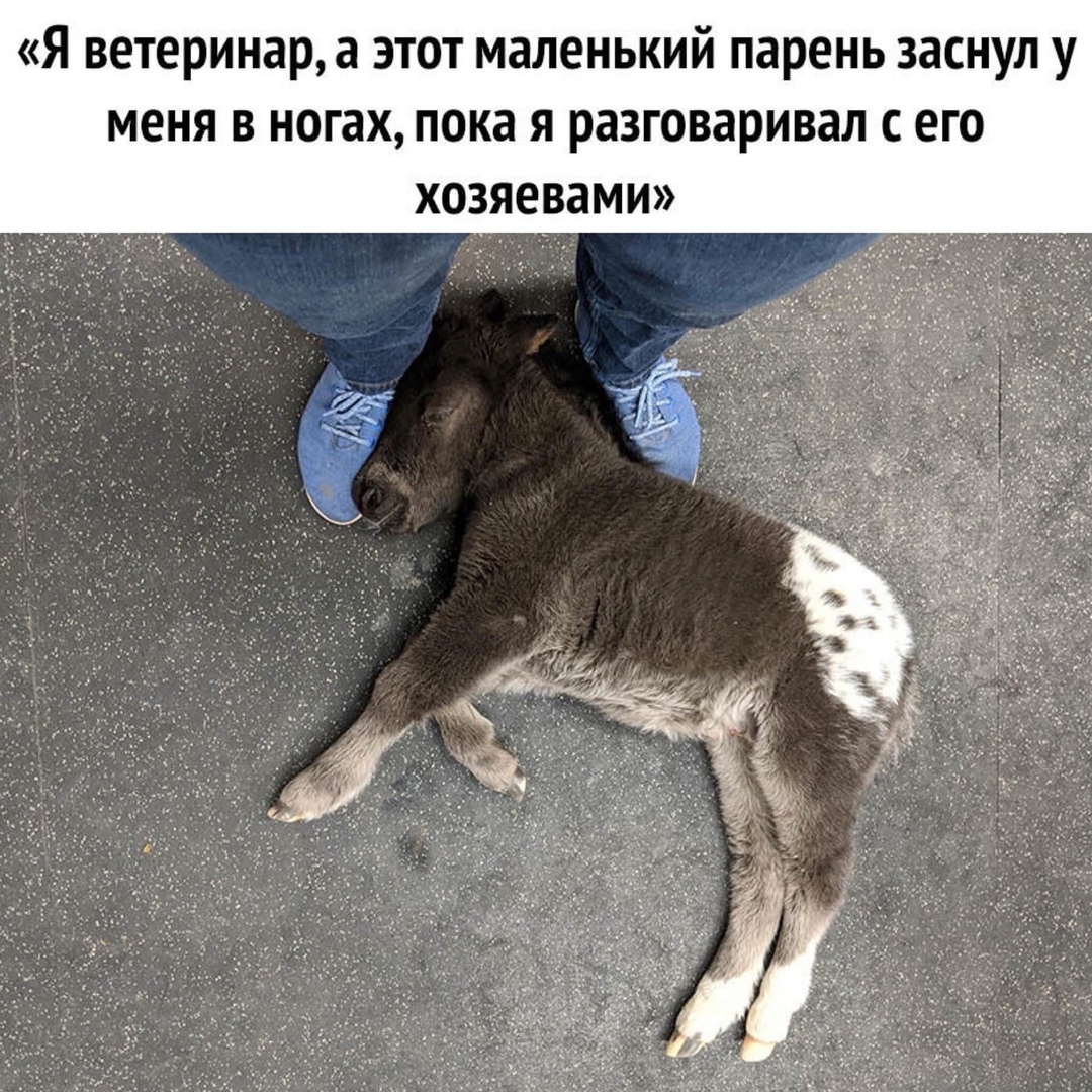 Я ветеринар а этот маленький парень заснул у меня в ногах пока я разговаривал с его хозяевами