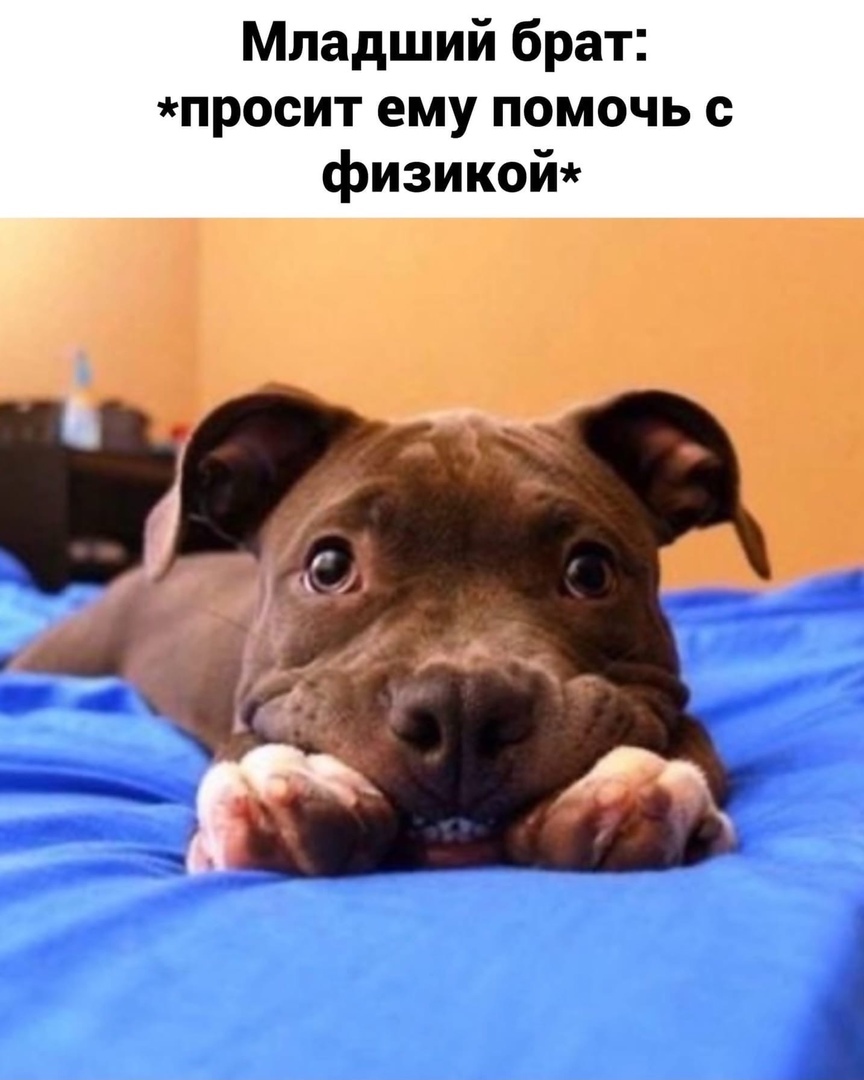 Младший брат просит ему помочь с физикой