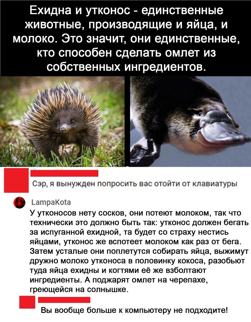 ЕХИДНЭ И УТКОНОС единственные животные производящие и яйца и молоко Это значит они единственные кто способен сделать омлет из собственных ингредиентов Сэр Я ВЫНУЖДеН ПОПрОСИТЬ ВЭС ОТОЙТИ ОТ клавиатуры ЬатраКога У утконосов нету сосков они потеют молоком так что технически это должно быть так утконос должен бегать за испуганной ехидной та будет со страху нестись яйцами утконос же вспотеет молоком к