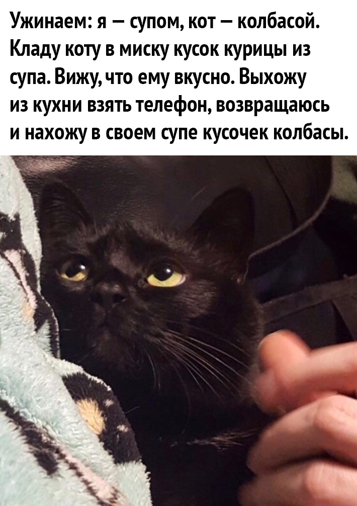 Ужинаем я супом кот колбасой Кладу коту в миску кусок курицы из супа Вижу что ему вкусно Выхожу из кухни взять телефон возвращаюсь и нахожу в своем супе кусочек колбасы