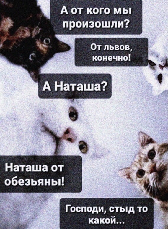 А от кого мы произошли Наташа от обезьяны Господи стыд то какой в