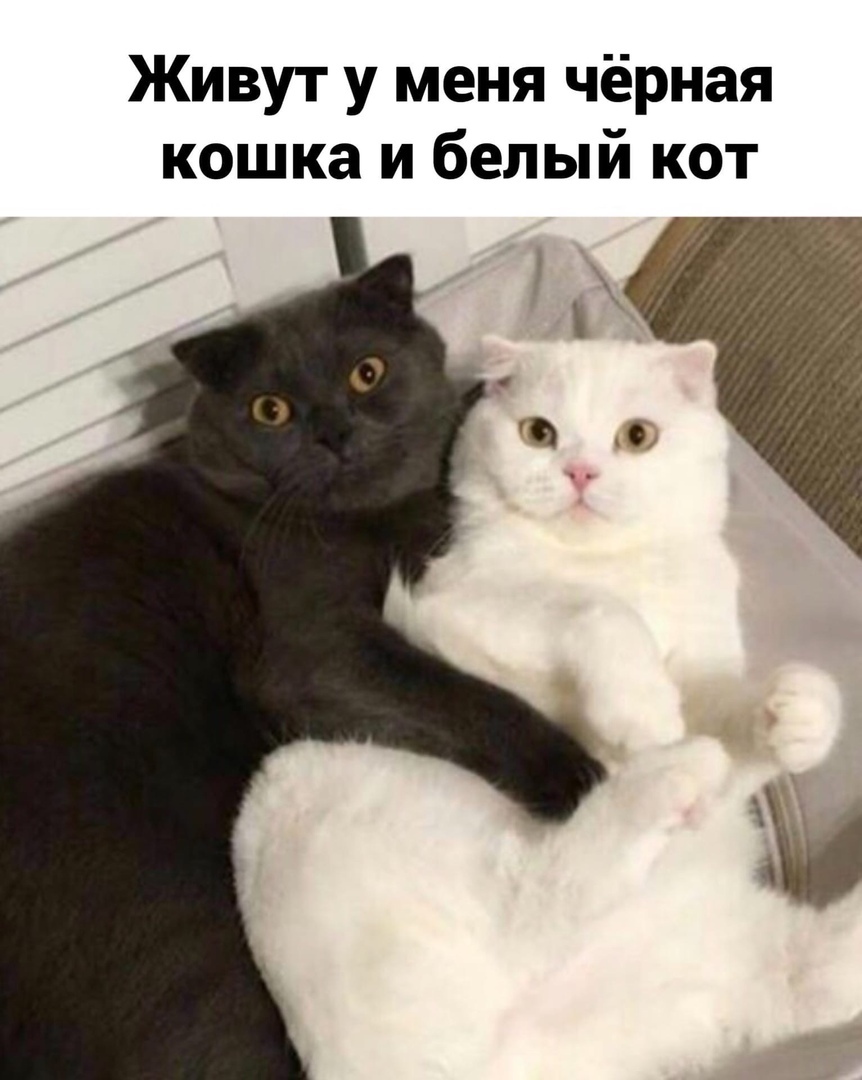 Живут у меня чёрная кошка и белый кот