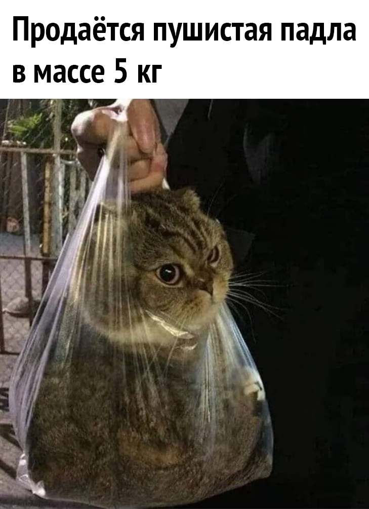 Продаётся пушистая падла в массе 5 кг
