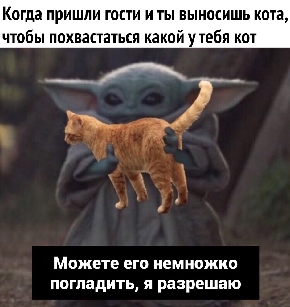 Когда пришли гости и ты выносишь кота чтобы похвастаться какой у тебя кот Можете его немножко погладить я разрешаю