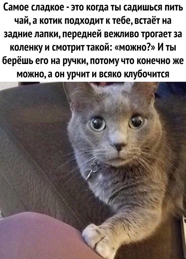 Самое сладкое это когда ты садишься пить чай а котик подходит к тебе встаёт на задние лапки передней вежливо трогает за коленку и смотрит такой можно И ты берёшь его на ручки потому что конечно же можно а он урчит и всяко клубочится
