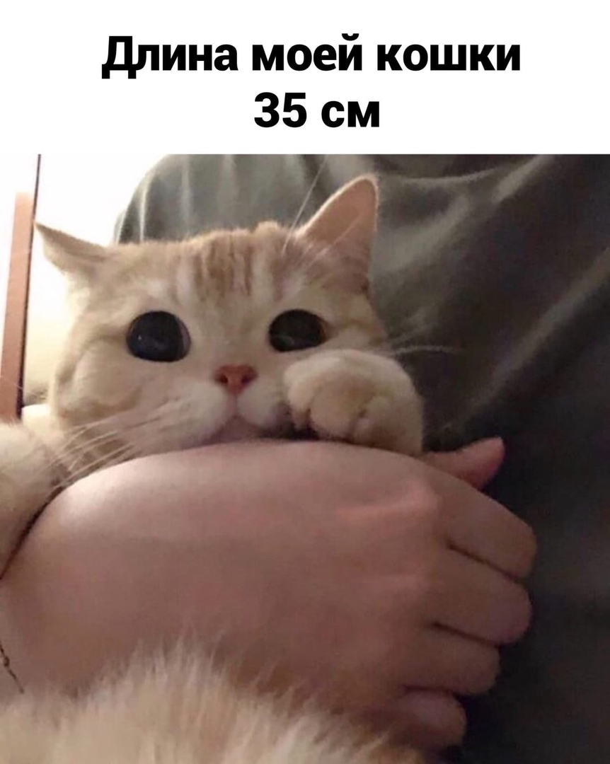 длина моей кошки 35см