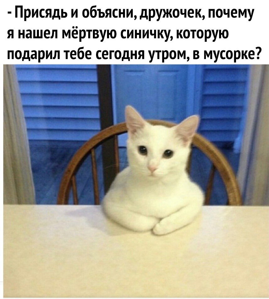Присядь и объясни дружочек почему я нашел мёртвую синичку которую подарил тебе сегодня утром в мусорке