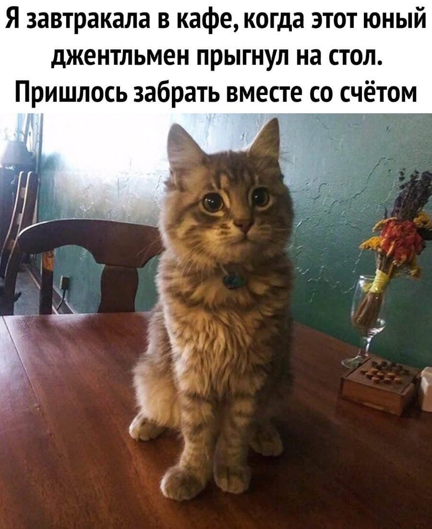 Я завтракала в кафе когда этот юный джентльмен прыгнул на стол Пришлось забрать вместе со счётом