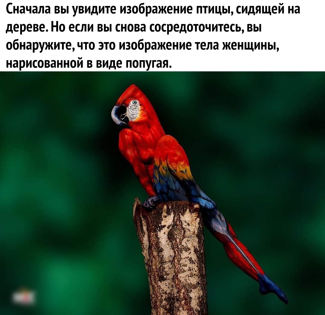 Сначала вы увидите изображение птицы сидящей на дереве Но если вы снова сосредоточитесь вы обнаружите что это изображение тела женщины нарисованной в виде попугая