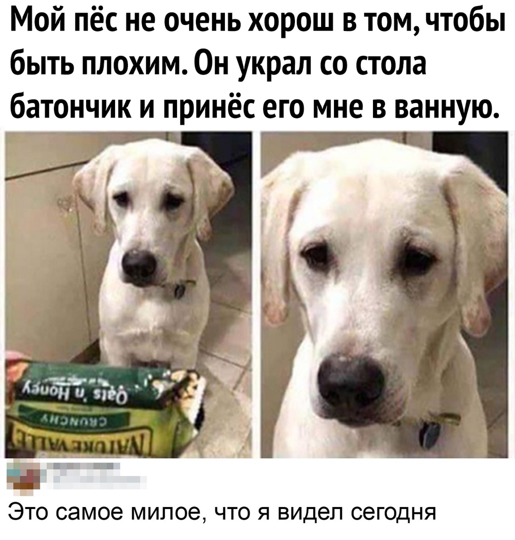 Мой пёс не очень хорош в том чтобы быть плохим Он украл со стола батончик и принёс его мне в ванную Г Это самое милое что я видел сегодня