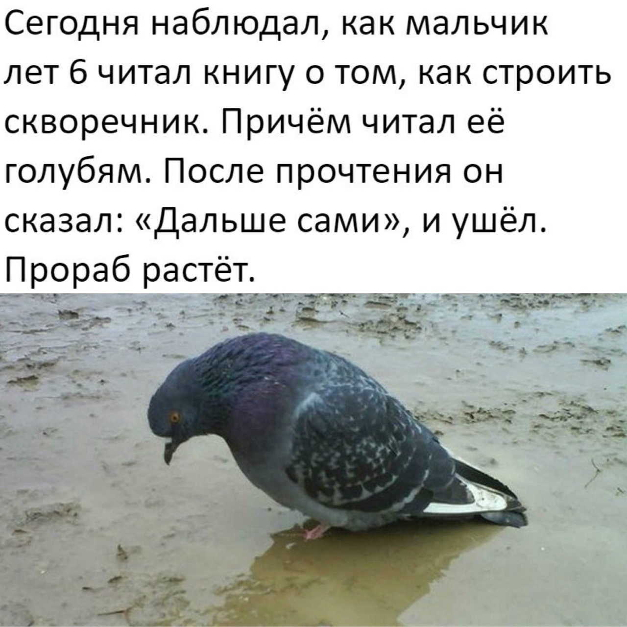 Сегодня наблюдал как мальчик лет 6 читал книгу о том как строить скворечник Причём читал её голубям После прочтения он сказал дальше сами и ушёл Прораб растёт