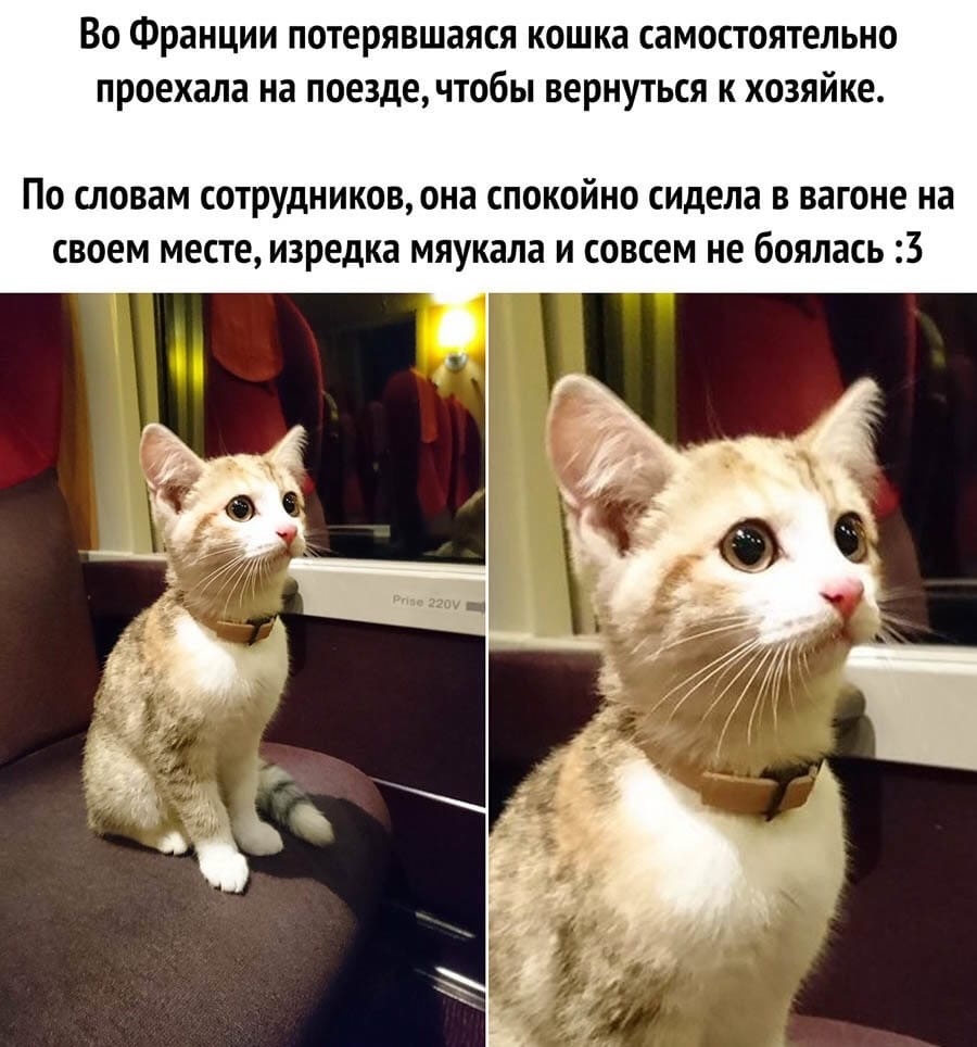 ВО Франции ПОТЕРЯВШЗЯСЯ кошка СЗМОСТОЯТЕЛЬНО проехала НЗ ПОЕЗДЕЧТ06Ы ВЕРНУТЬСЯ К ХОЗЯЙКЕ По словам сотрудниковона спокойно сидела в вагоне на своем месте изредка мяукала и совсем не боялась 3