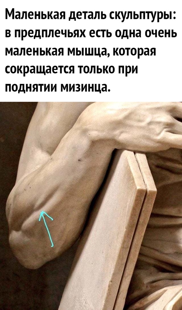 Маленькая деталь скульптуры в предплечьях есть одна очень маленькая мышца которая сокращается только при поднятии мизинца